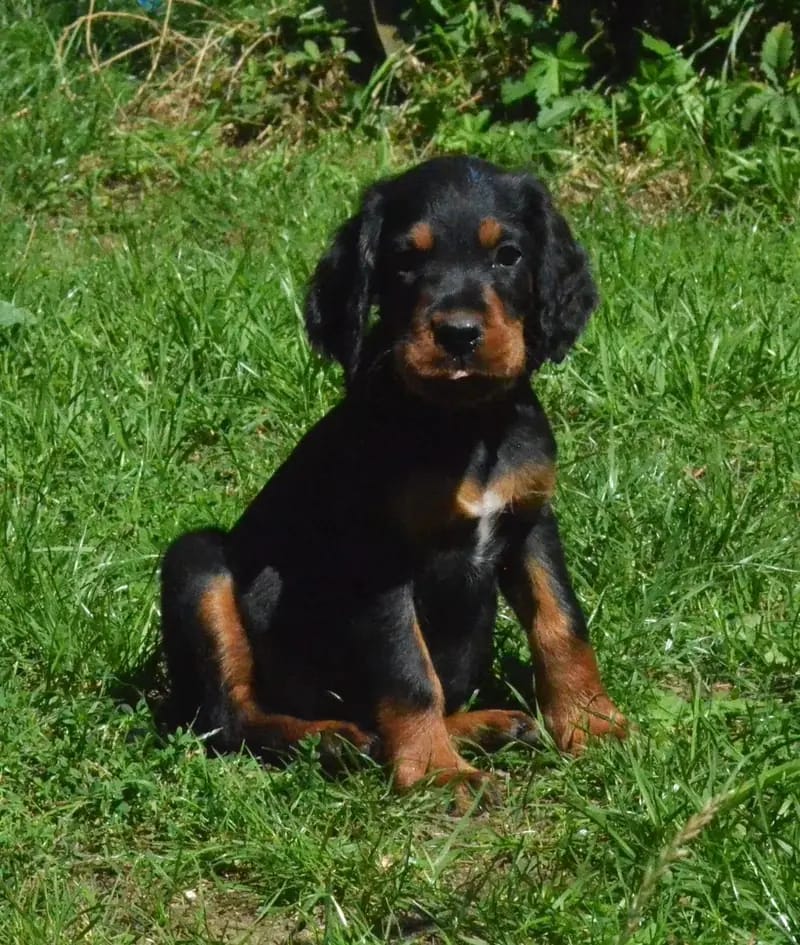 Szczeniak rasy Gordon Setter – Zdjęcie 2