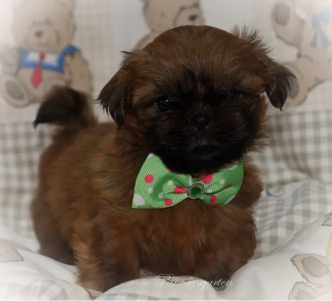Jojo vom Paradiesgarten – štěně Shih Tzu – Foto 2