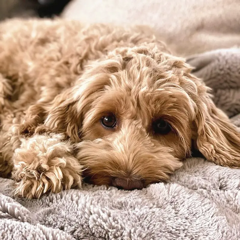 Missy – Australian Labradoodle – Foto 2