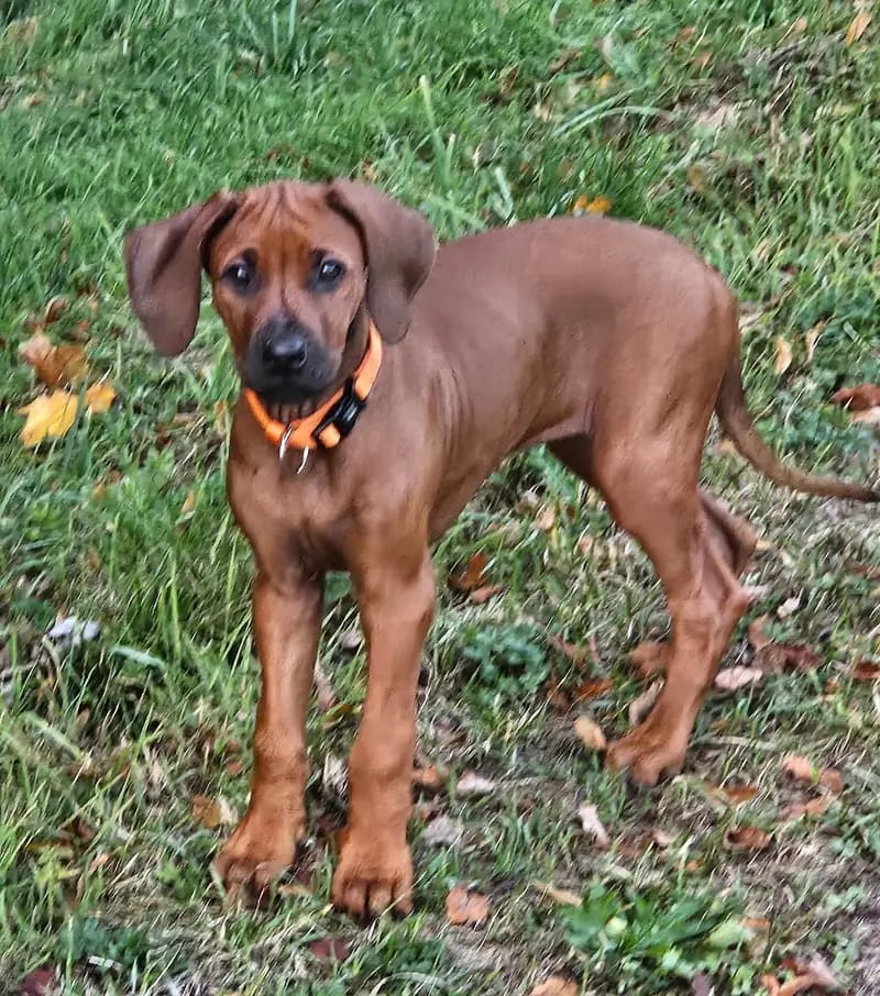 Rhodesian – Rhodesian Ridgeback Puppy – Photo 4