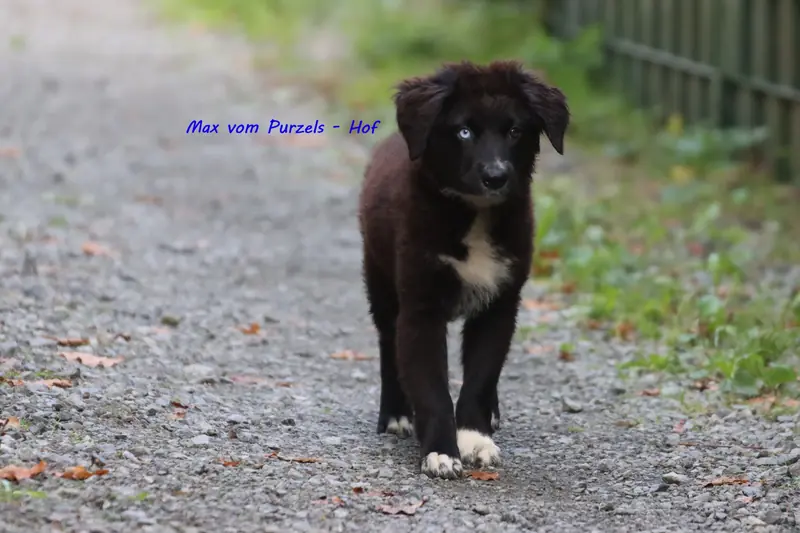 Max – Australian Shepherd Pup – Foto 2