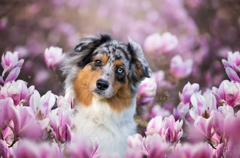 Rainfire Rebellious Take me to Neverland – Australian Shepherd – Photo 4