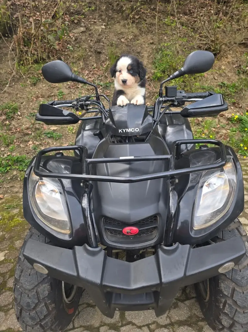 Sunny – Australian Shepherd – Billede 3