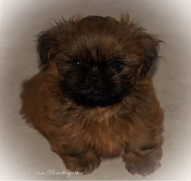 Jojo vom Paradiesgarten – štěně Shih Tzu – Foto 4