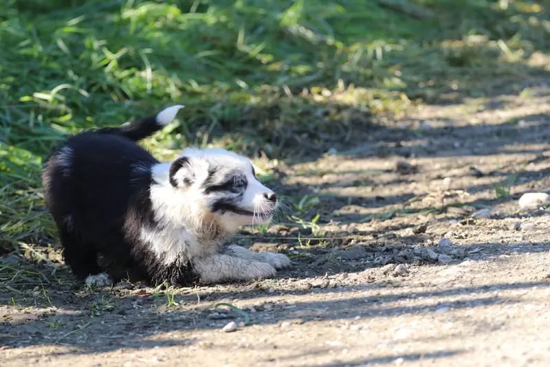 Vivi – Australian Shepherd Puppy – Photo 2