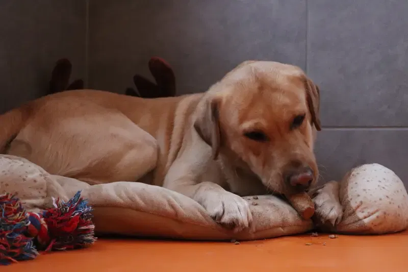 Christmas of Mustang Valley gallery image 3