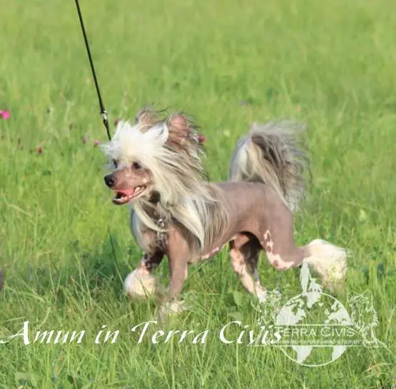 Amun in Terra Civis  – Chinese Crested Dog – Bild 2
