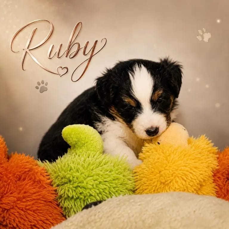 Pearl – щенок Australian Shepherd – Фото 2