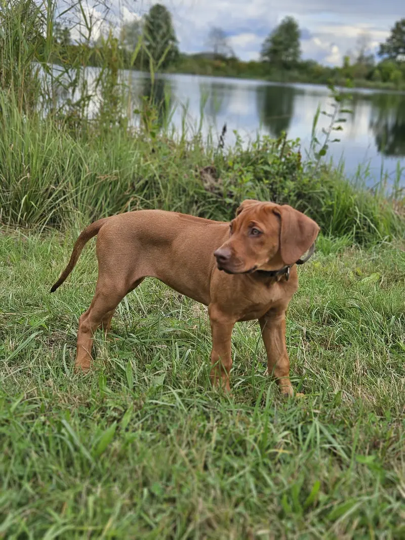 Bahari of Kalifa – Rhodesian Ridgeback – Фото 3