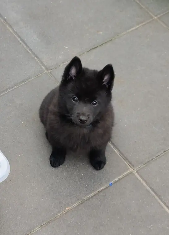 Black Star Schipperkes Bubbles – štěně Schipperke – Foto 4