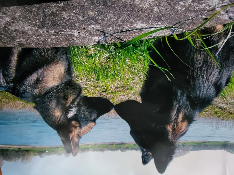 Zwinger vom Buchberger Wald – Deutscher Schäferhund – Photo 3