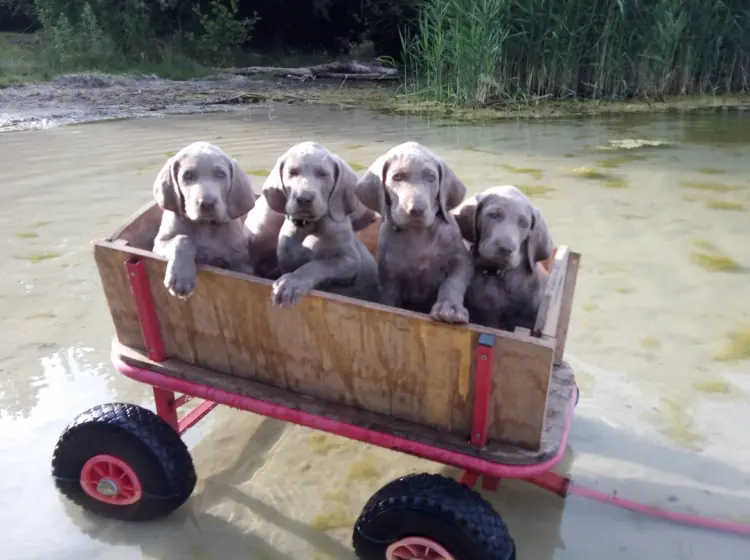 Rüde vom 13.1.24 – Weimaraner Welpe – Bild 2