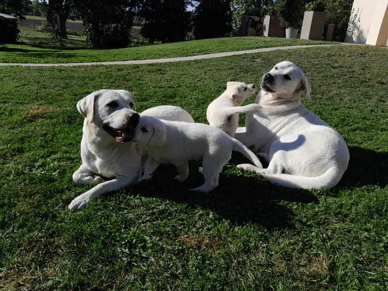 Von Lunasee – Labrador Retriever – Bild 2