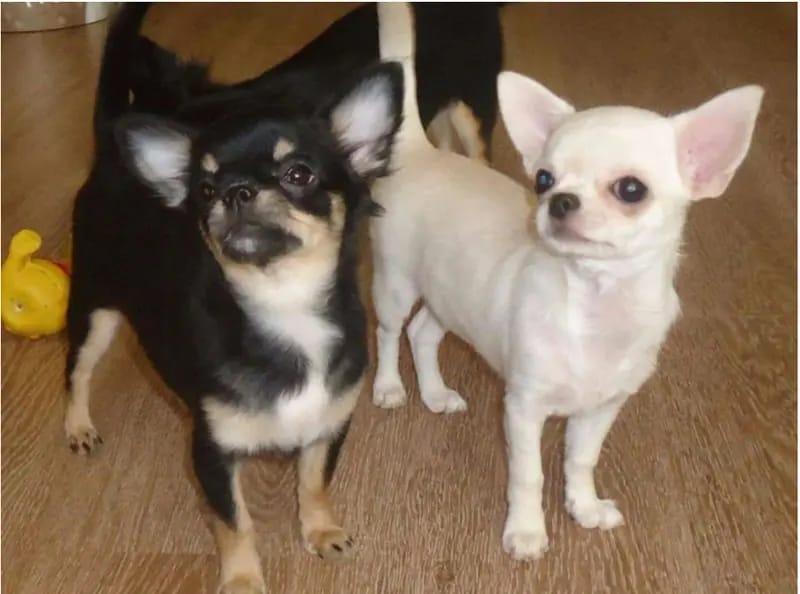 Chihuahua Zucht de Terrestreitatem  gallery image 2