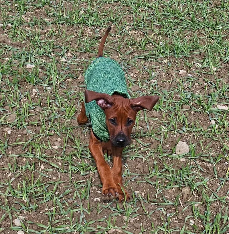 Rhodesian – Rhodesian Ridgeback Puppy – Photo 2