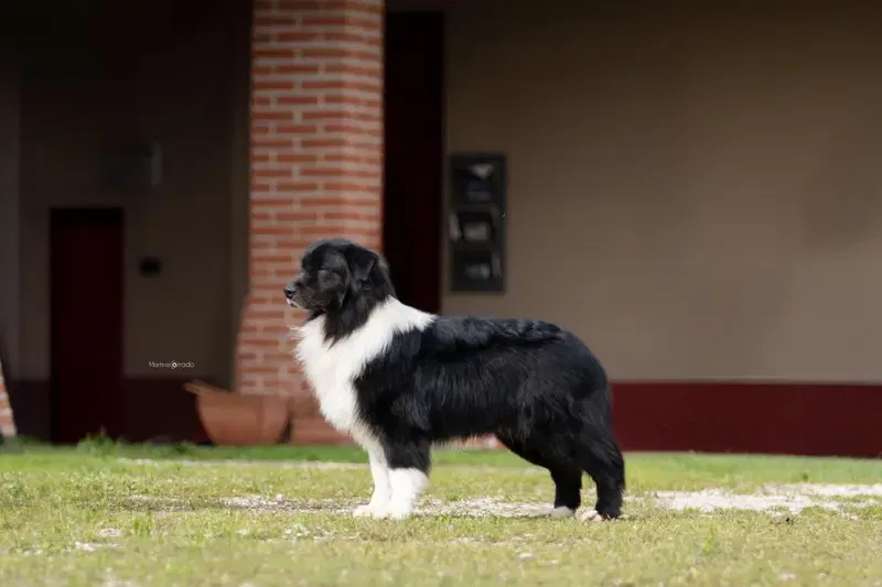 Australian Shepherd Deckrüde / Black bi / ASCA gallery image 3