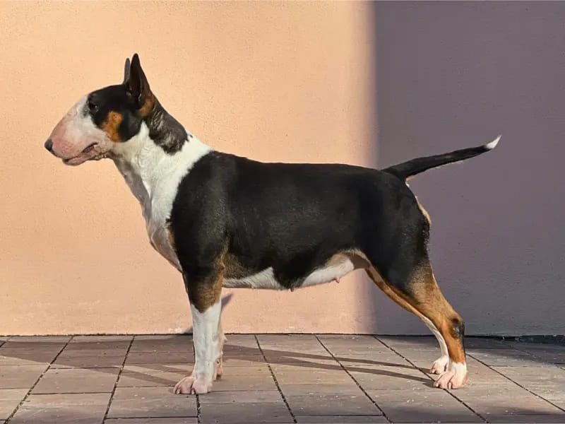 Miniature Bullterrier gallery image 2