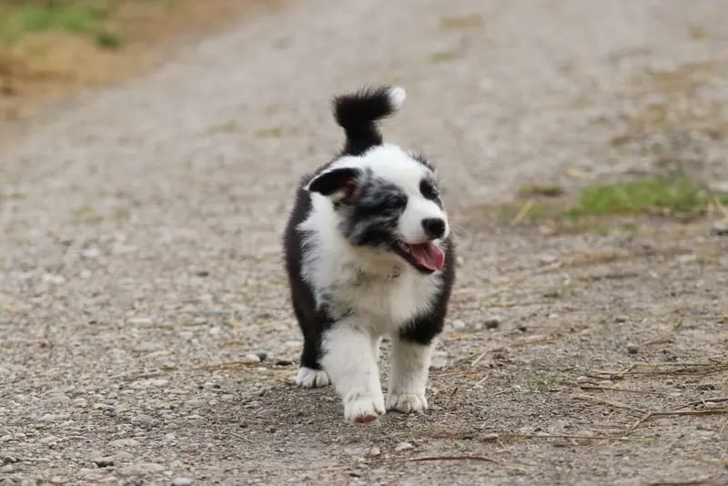 Vivi – Australian Shepherd Puppy – Photo 4