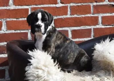 Bella – Deutscher Boxer Welpe – Bild 4