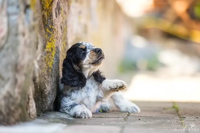 Hundezucht vd Schönefelder Höhe – English Cocker Spaniel – Bild 4