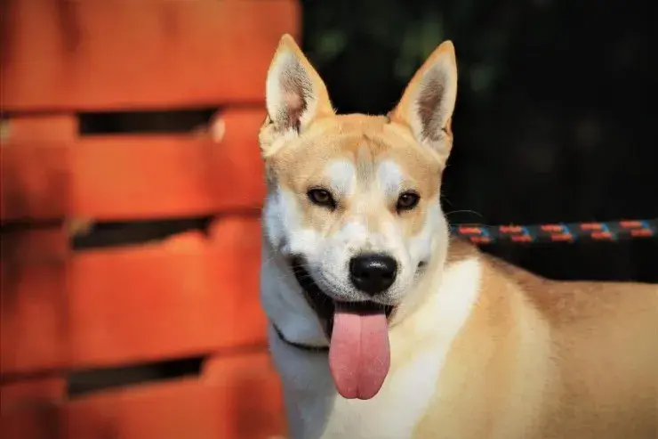 Yaro – Kurzhaar-Akita-Mischling – Foto 2