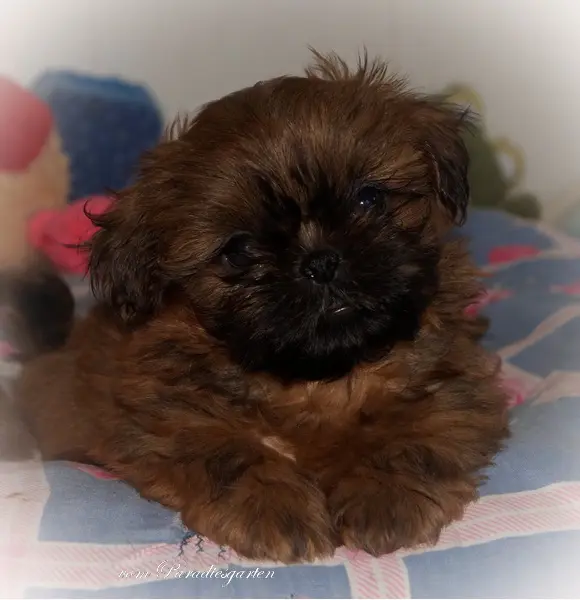 Jojo vom Paradiesgarten – štěně Shih Tzu – Foto 3
