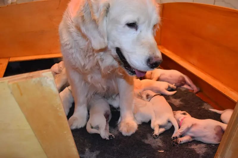 Golden Retriever von der Clear-Water Ranch gallery image 2
