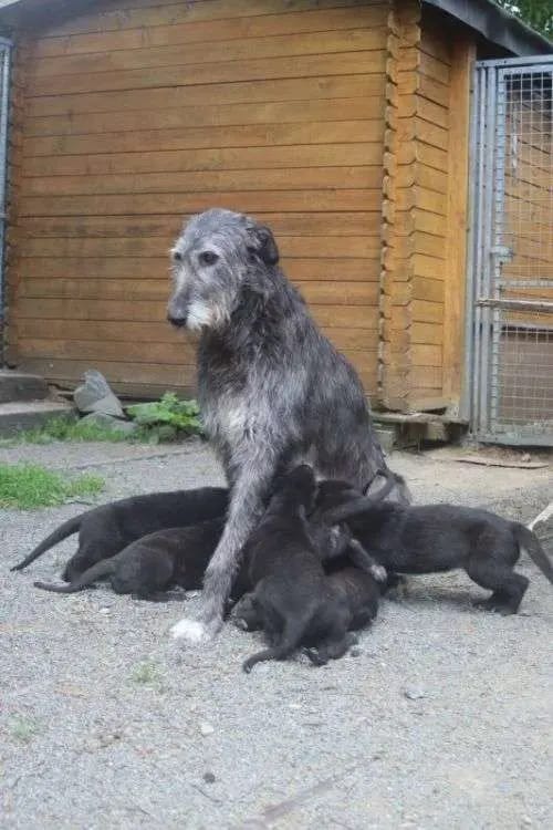 Dahmraks Irish Wolfhounds gallery image 2
