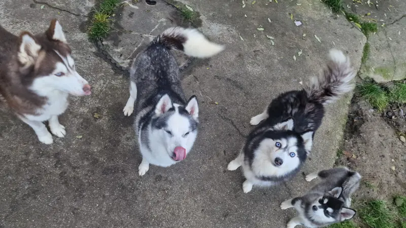 Hopi und Shana  – Pomsky – Foto 2