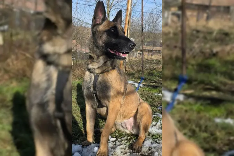 Malika – Malinois [reinrassig] – Foto 2