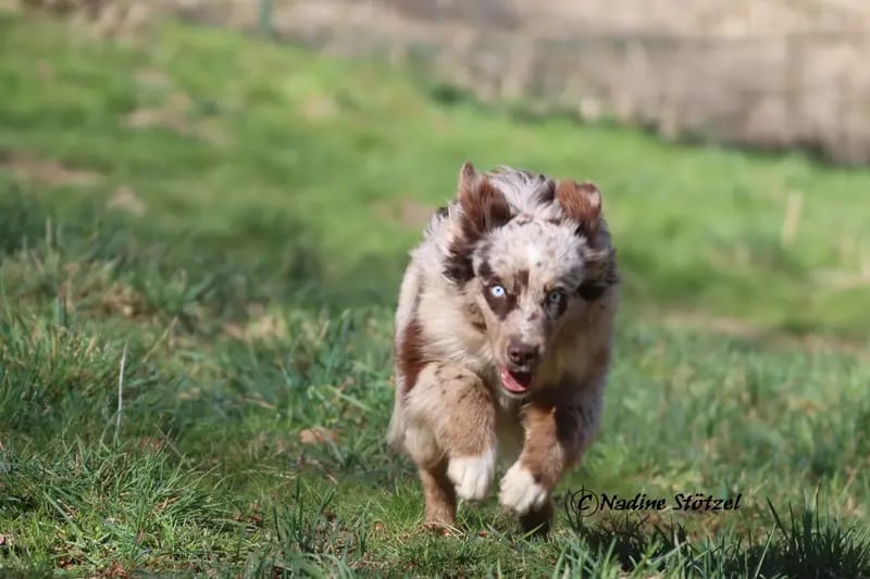 Zoe Dakota vom Purzels - Hof – Australian Shepherd – 图片 3