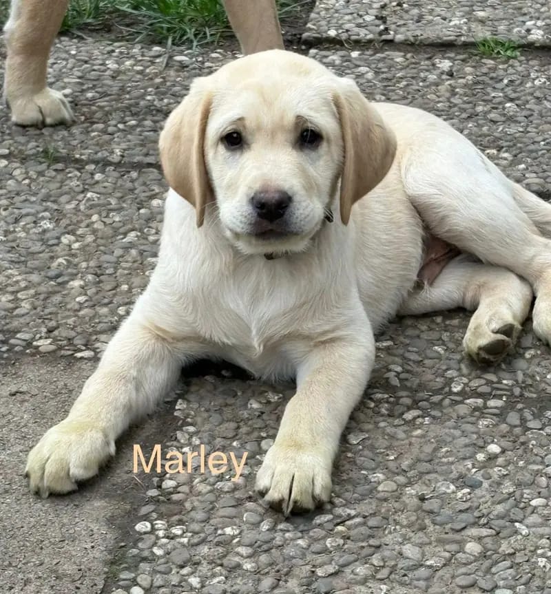 Wunderschöne reinrassige Labrador Welpen (Rüden) mit Ahnenpass suchen ab sofort liebevolles Zuhause gallery image 4