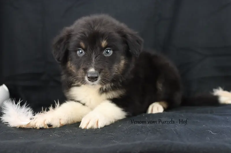 Venom – štěně Australian Shepherd – Foto 3