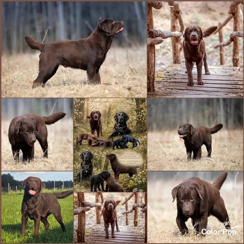 Wurfplanung braun - schwarze Labradorwelpen duale Linie gallery image 4
