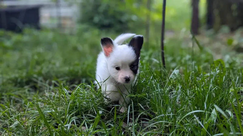 Deneb Durin von der Flussaue  – štěně Kontinentaler Zwergspaniel (Papillon) – Foto 2