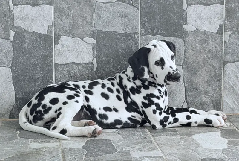 Dalmatrix French Kiss – Dalmatiner Puppy – Photo 2