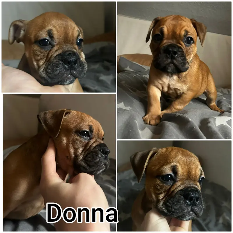 Donna – Cucciolo di Old English Bulldog – Foto 2