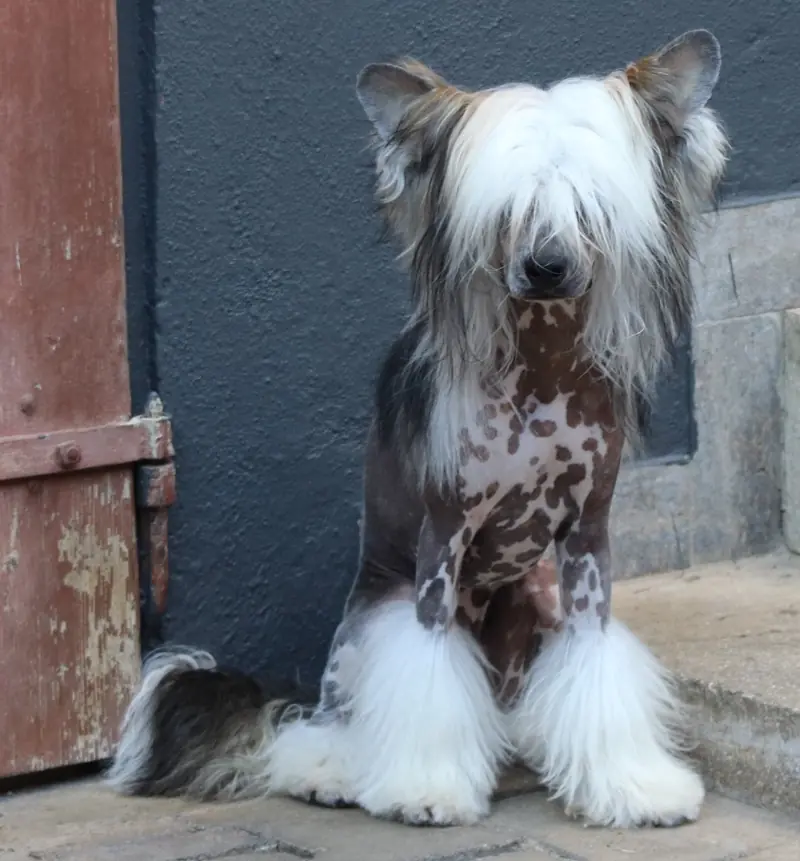 Amun in Terra Civis  – Chinese Crested Dog – Bild 4