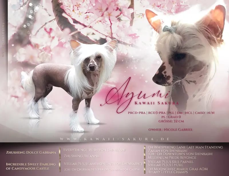 Kennel Kawaii Sakura Chinese Crested dog gallery image 2