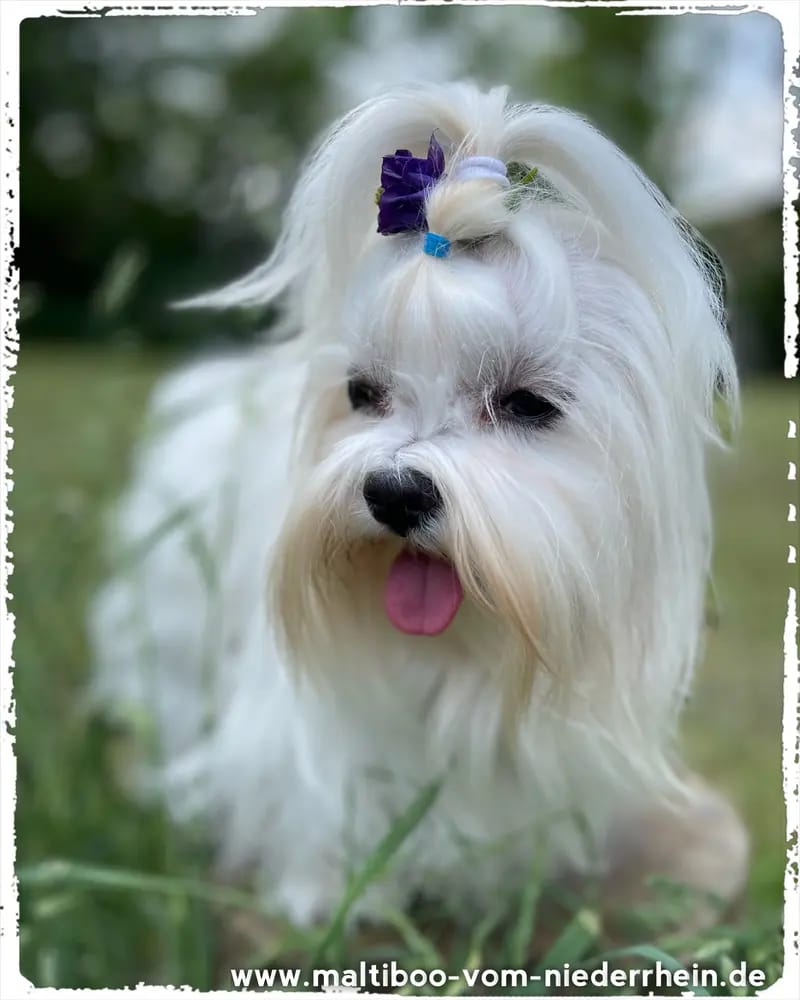 Pers by Little Pride gallery image 3