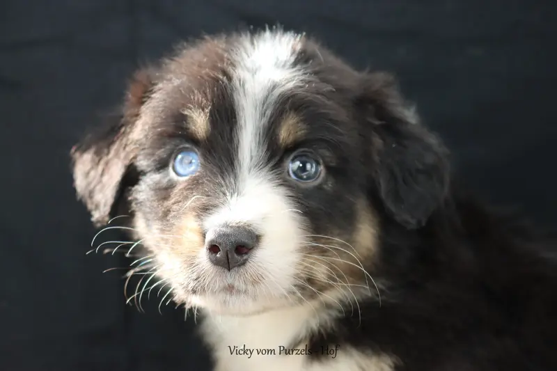 Vicky – Cucciolo di Australian Shepherd – Foto 3