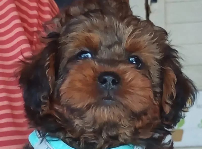 Shihpoo von der Schleuse gallery image 3