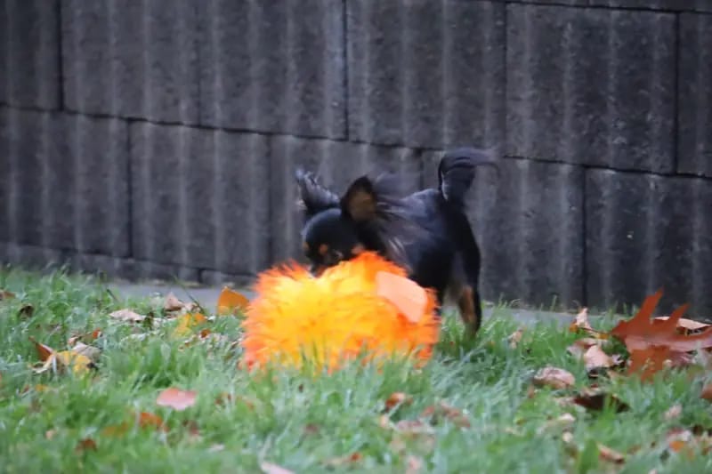 Hundezucht "von Toy-Hit" – Russkiy Toy (Russischer Toy) – Foto 3