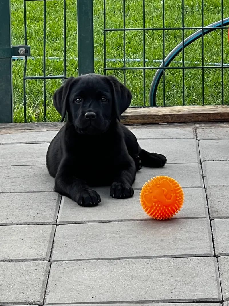 Labrador vom Schwalmtaler Turm gallery image 4