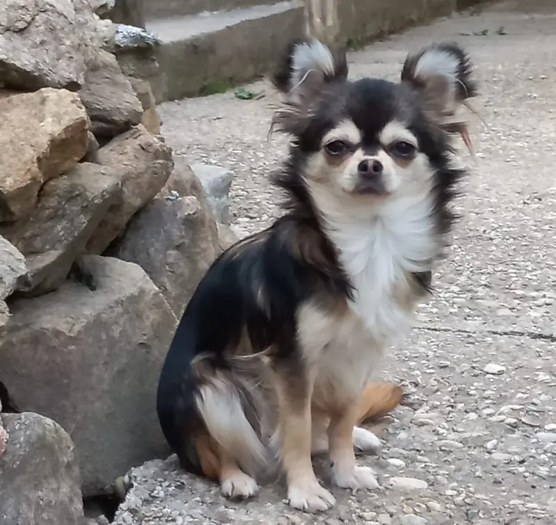 Carlos – štěně Chihuahua – Foto 3