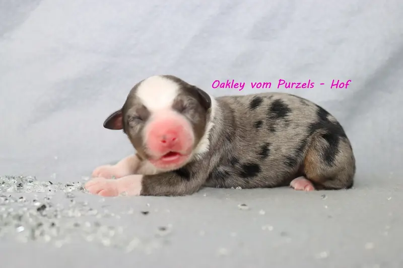 Oakley – Cucciolo di Australian Shepherd – Foto 3