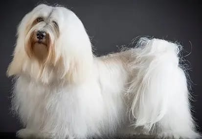 Kalle – Havaneser Puppy – Photo 2