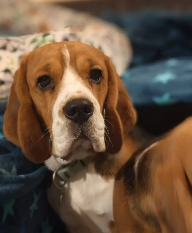 Beagle-Deckrüde \"Chewie\" gallery image 4