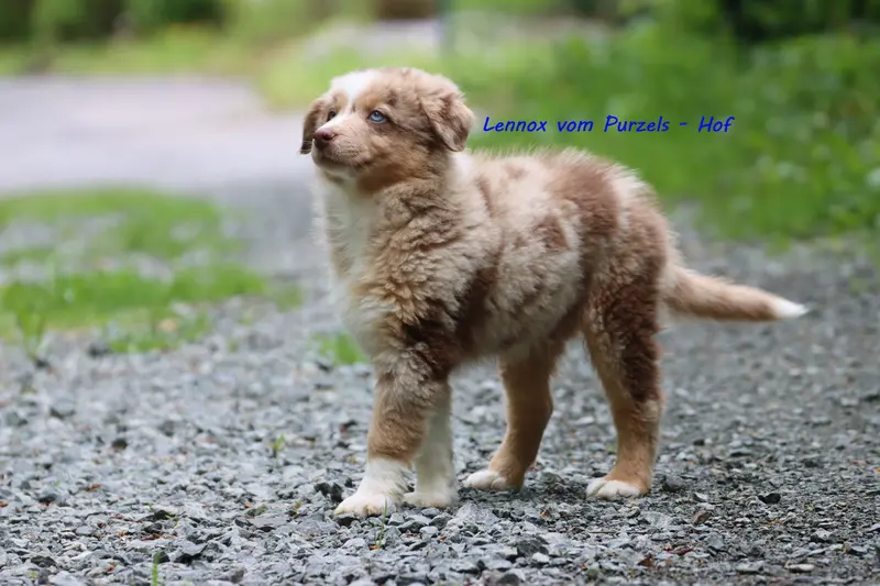 Lennox – štěně Australian Shepherd – Foto 2