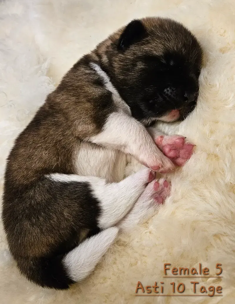 Asti gallery image 4